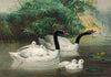 The Black-Necked Swan