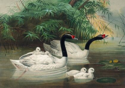 The Black-Necked Swan