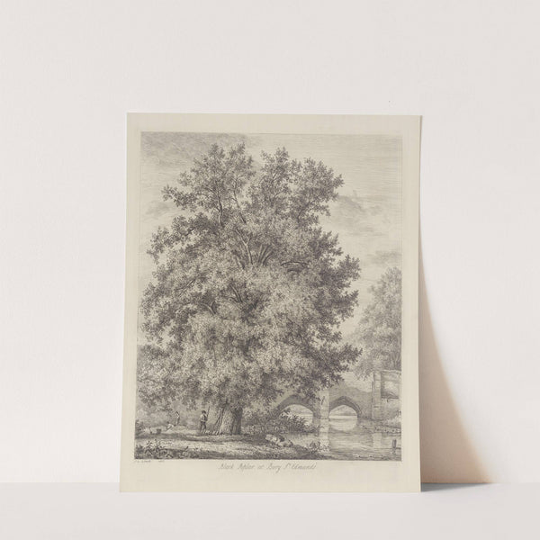 The Black Poplar at Bury St. Edmund’s by Jacob George Strutt