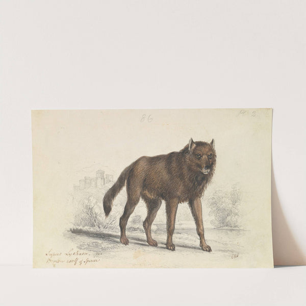 The Black Wolf (1837) by Charles Hamilton Smith