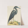 The Blue Heron (Ardea coerulea) by Mark Catesby