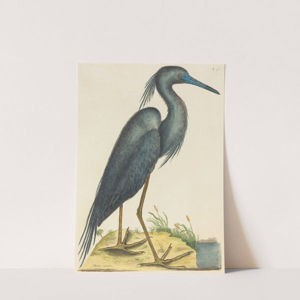 The Blue Heron (Ardea coerulea) by Mark Catesby