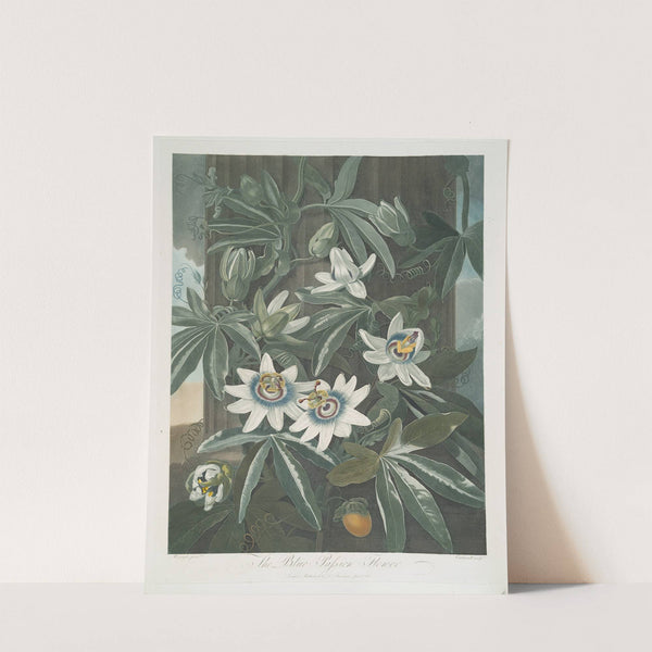 The Blue Passion Flower. by Robert John Thornton