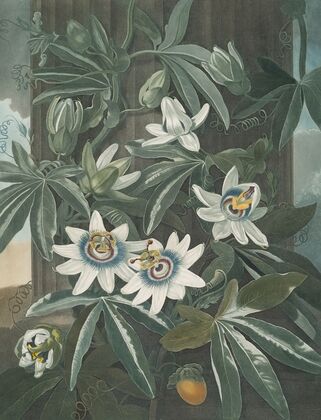 The blue passion flower