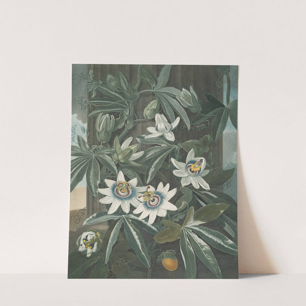 The blue passion flower by Robert John Thornton