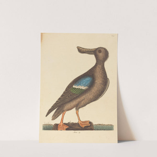 The Blue Winged Shoveler (Anas clypeata foemina) by Mark Catesby