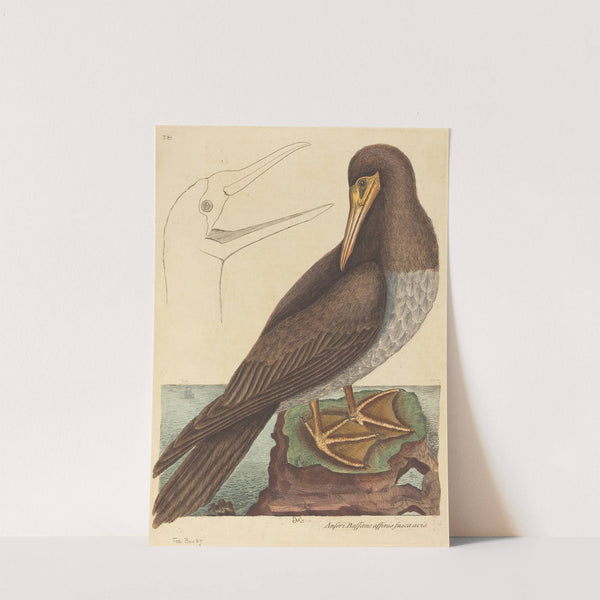 The Booby (Pelecanus Sula) by Mark Catesby