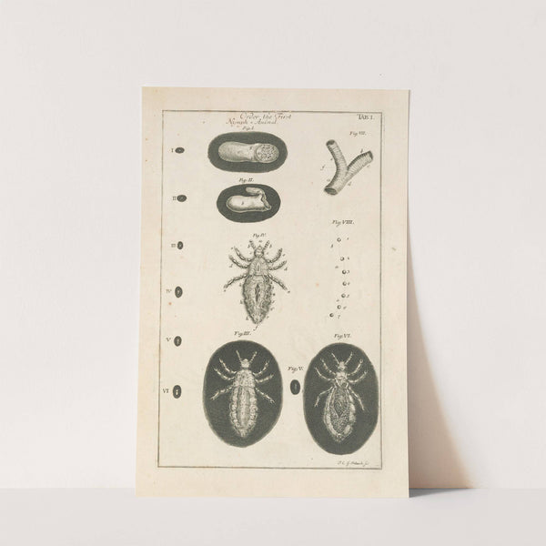 The book of nature, or, The history of insects Pl.01 by Jan Swammerdam