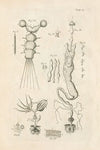The book of nature, or, The history of insects Pl.02