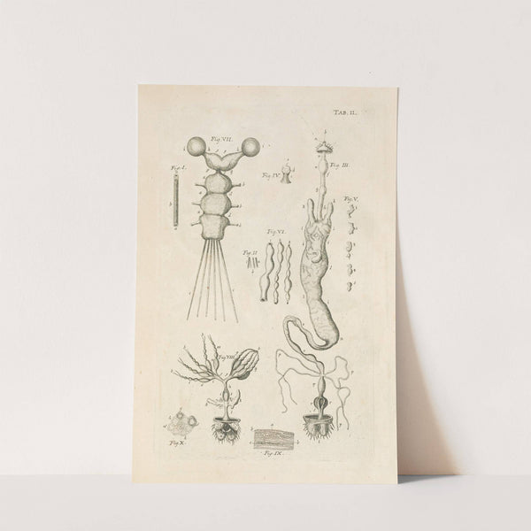 The book of nature, or, The history of insects Pl.02 by Jan Swammerdam