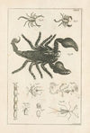 The book of nature, or, The history of insects Pl.03