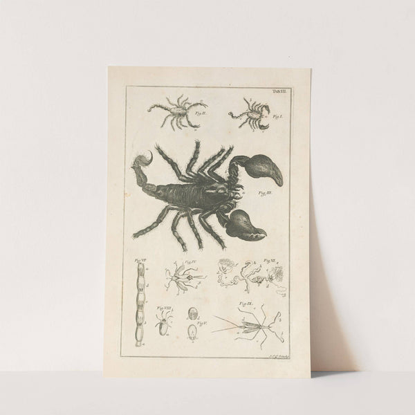 The book of nature, or, The history of insects Pl.03 by Jan Swammerdam