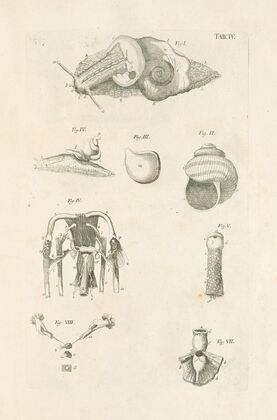 The book of nature, or, The history of insects Pl.04