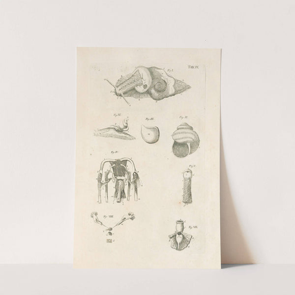 The book of nature, or, The history of insects Pl.04 by Jan Swammerdam