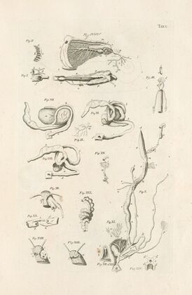 The book of nature, or, The history of insects Pl.05