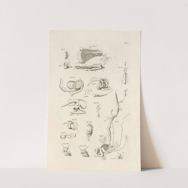 The book of nature, or, The history of insects Pl.05 by Jan Swammerdam