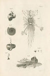 The book of nature, or, The history of insects Pl.06