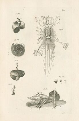 The book of nature, or, The history of insects Pl.06