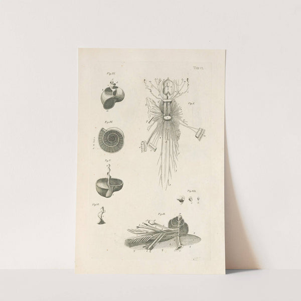 The book of nature, or, The history of insects Pl.06 by Jan Swammerdam