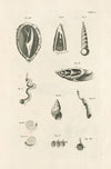 The book of nature, or, The history of insects Pl.07