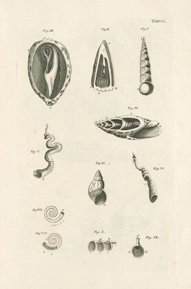 The book of nature, or, The history of insects Pl.07