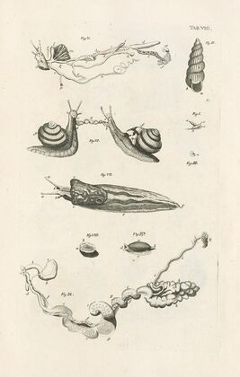 The book of nature, or, The history of insects Pl.08