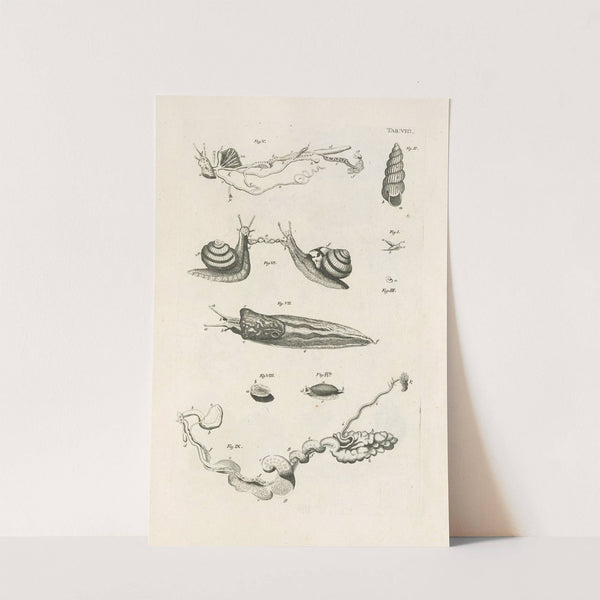 The book of nature, or, The history of insects Pl.08 by Jan Swammerdam