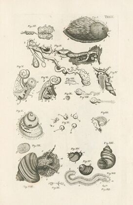 The book of nature, or, The history of insects Pl.09
