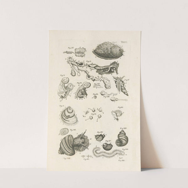 The book of nature, or, The history of insects Pl.09 by Jan Swammerdam