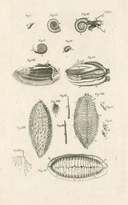The book of nature, or, The history of insects Pl.10