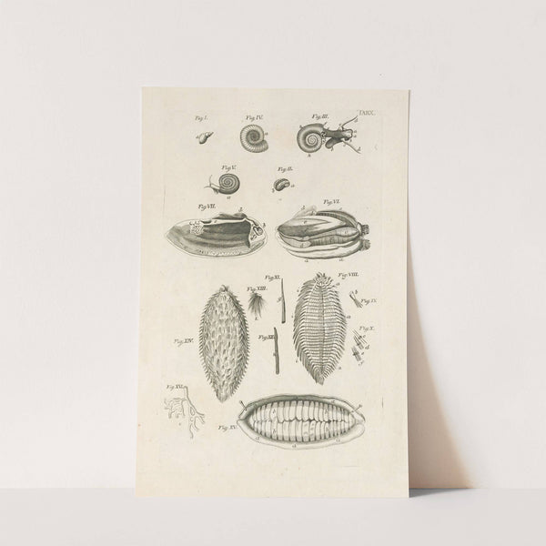 The book of nature, or, The history of insects Pl.10 by Jan Swammerdam