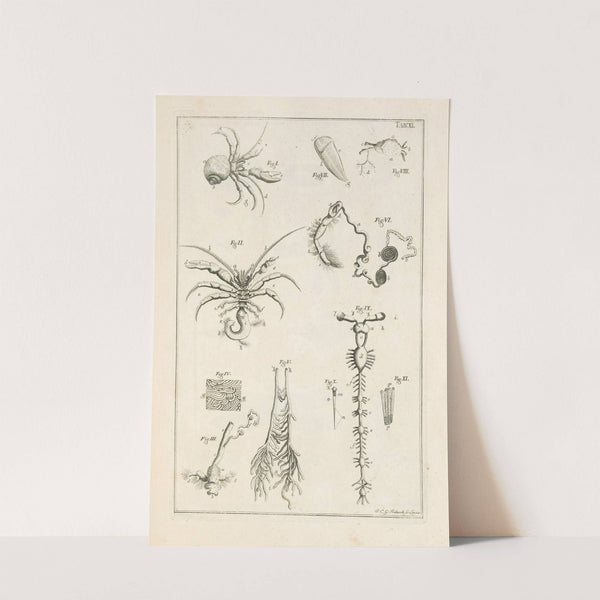 The book of nature, or, The history of insects Pl.11 by Jan Swammerdam