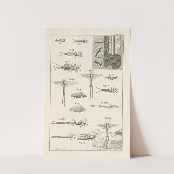 The book of nature, or, The history of insects Pl.13 by Jan Swammerdam