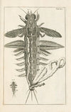 The book of nature, or, The history of insects Pl.14