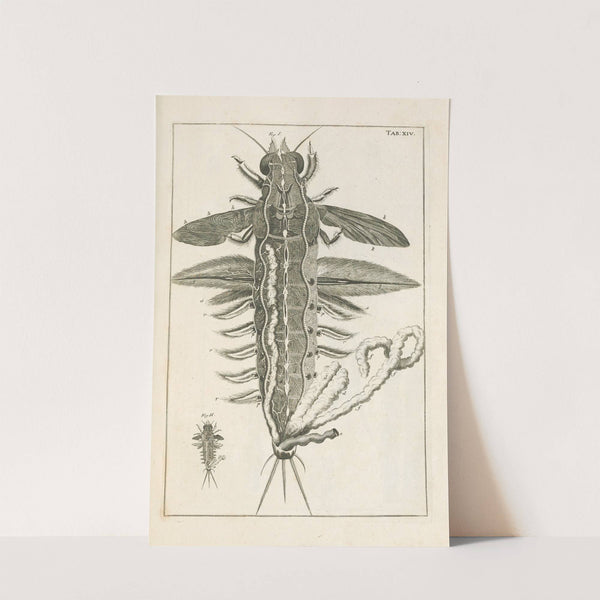 The book of nature, or, The history of insects Pl.14 by Jan Swammerdam