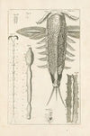 The book of nature, or, The history of insects Pl.15