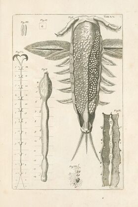 The book of nature, or, The history of insects Pl.15