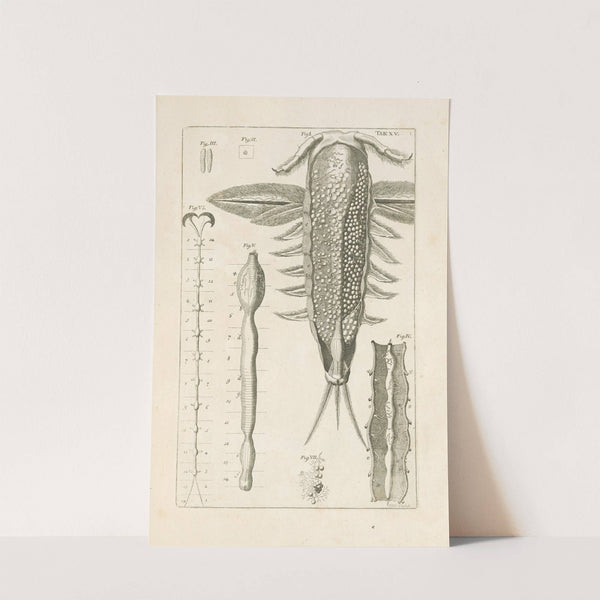 The book of nature, or, The history of insects Pl.15 by Jan Swammerdam