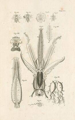 The book of nature, or, The history of insects Pl.17