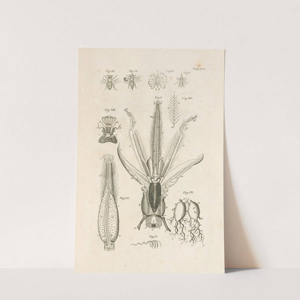 The book of nature, or, The history of insects Pl.17 by Jan Swammerdam