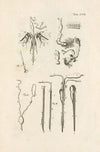 The book of nature, or, The history of insects Pl.18
