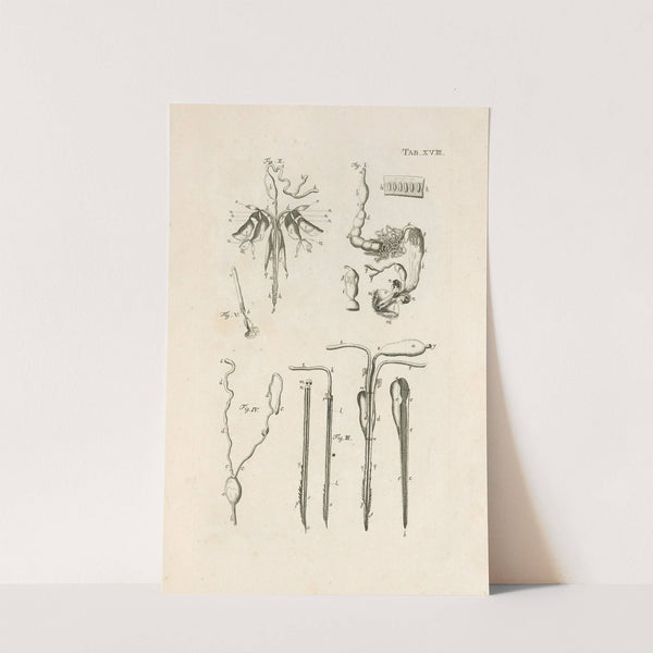 The book of nature, or, The history of insects Pl.18 by Jan Swammerdam
