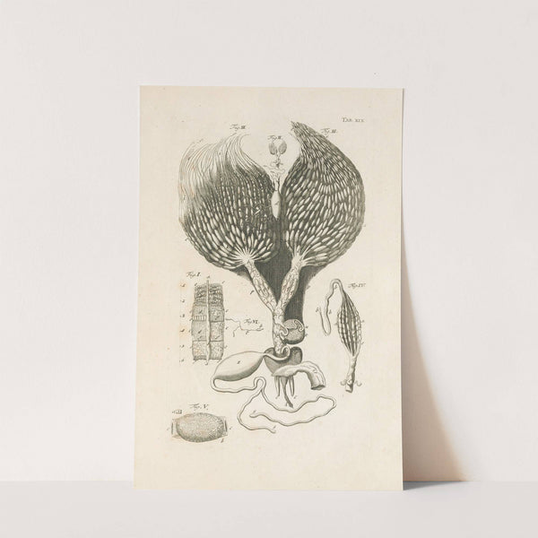 The book of nature, or, The history of insects Pl.19 by Jan Swammerdam