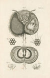 The book of nature, or, The history of insects Pl.20