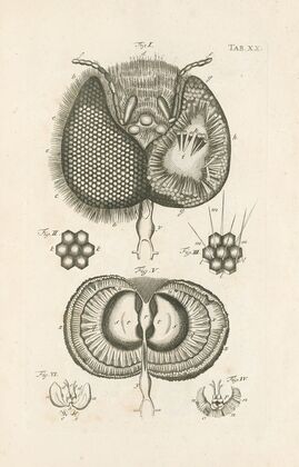 The book of nature, or, The history of insects Pl.20
