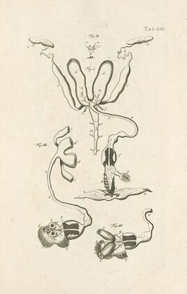 The book of nature, or, The history of insects Pl.21