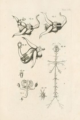 The book of nature, or, The history of insects Pl.22