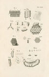 The book of nature, or, The history of insects Pl.23