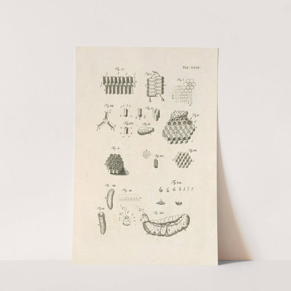 The book of nature, or, The history of insects Pl.23 by Jan Swammerdam