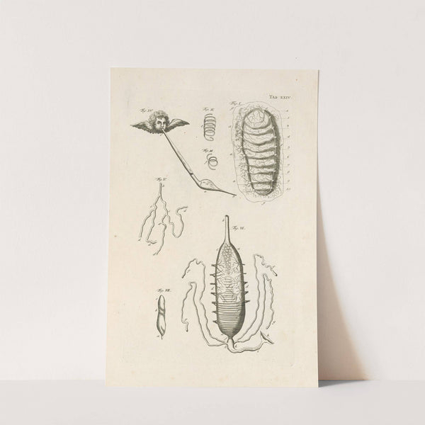 The book of nature, or, The history of insects Pl.24 by Jan Swammerdam